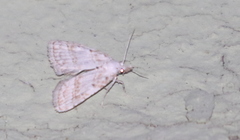 Nola aerugula