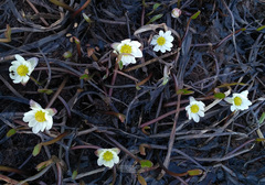 Ranunculus pallasii