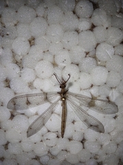 Neuroleon arenarius