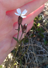 Silene involucrata
