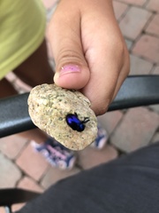 Chrysochus asclepiadeus