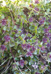 Thymus reverdattoanus
