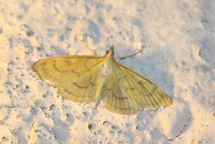 Paratalanta hyalinalis