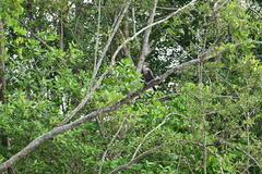 Phalacrocorax brasilianus image