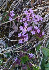 Thymus reverdattoanus