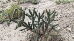 Cylindropuntia whipplei