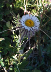 Erigeron eriocephalus