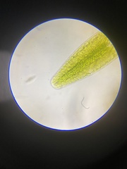 Netrium digitus