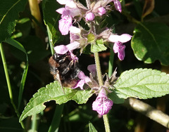 Bombus subterraneus