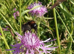 Bombus subterraneus