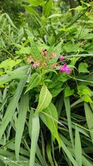 Impatiens glandulifera