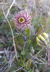 Erigeron eriocephalus