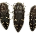 Acmaeodera ornatoides - Photo (c) Mike Quinn, Austin, TX,  זכויות יוצרים חלקיות (CC BY-NC), uploaded by Mike Quinn, Austin, TX