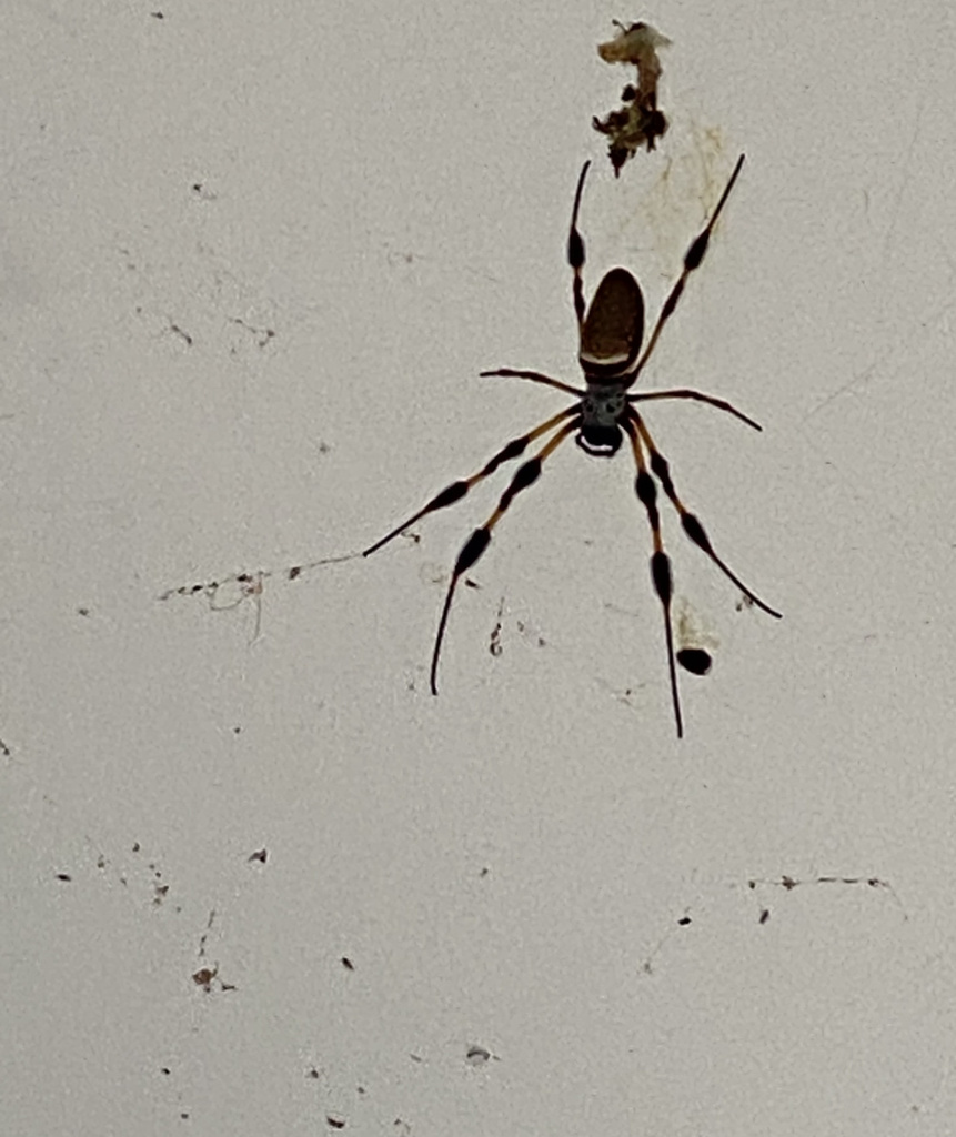 Golden Silk Spider from Highway 280 Byp, Phenix City, AL, US on July 26 ...