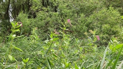 Impatiens glandulifera