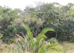 Tchagra