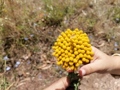 Achillea ageratum