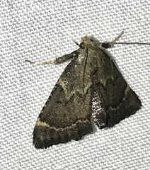 Hypsopygia phoezalis
