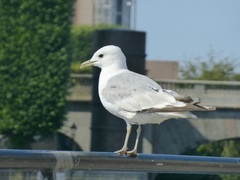 Larus canus