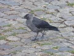 Corvus monedula