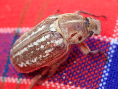Anoxia orientalis