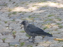 Corvus monedula
