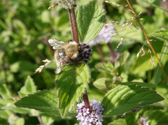Bombus pascuorum