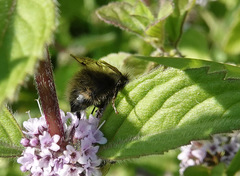 Bombus pascuorum
