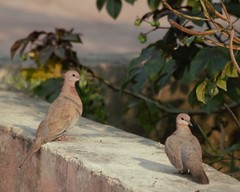 Streptopelia senegalensis