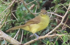 Chlorocichla flaviventris flaviventris