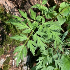 Ligusticum porteri