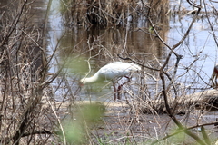 Platalea alba