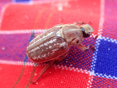 Anoxia orientalis