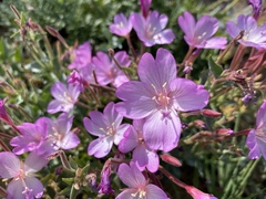 Epilobium siskiyouense