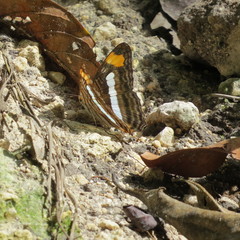Adelpha iphicleola