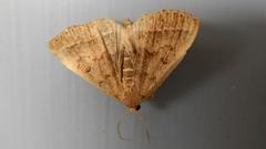 Zanclognatha laevigata