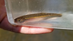 Notropis rubellus