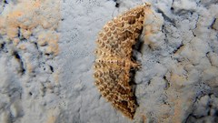 Alucita montana