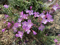 Epilobium siskiyouense