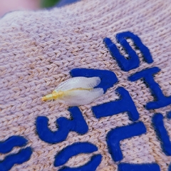 Chrysopa coloradensis