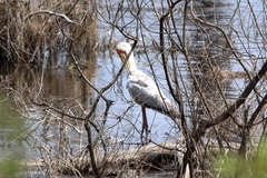 Mycteria ibis