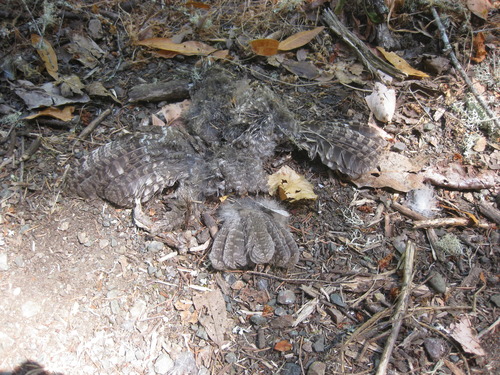 Megascops kennicottii
