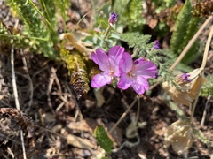 Epilobium siskiyouense