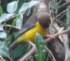 Ploceus bicolor stictifrons