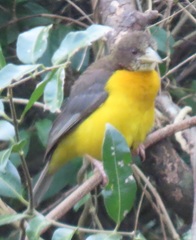 Ploceus bicolor stictifrons