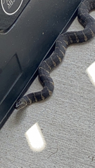 Nerodia sipedon williamengelsi