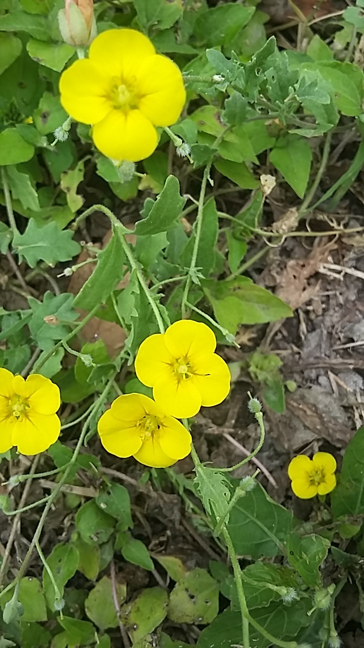 Paysonia lasiocarpa