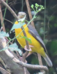 Ploceus bicolor stictifrons