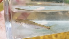 Notropis scabriceps