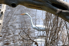 Ardea alba